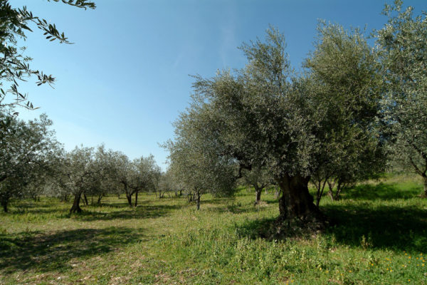 Visit our Cellar in Umbria and taste our Wines - Tili Vini